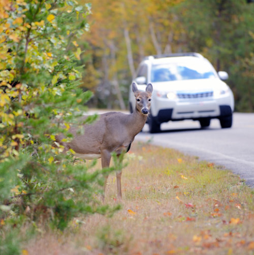 deer collision repair services